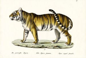 Royal Tiger